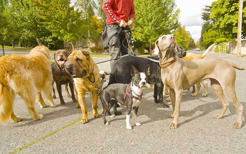 Person walking a number of dogs for their side hustle