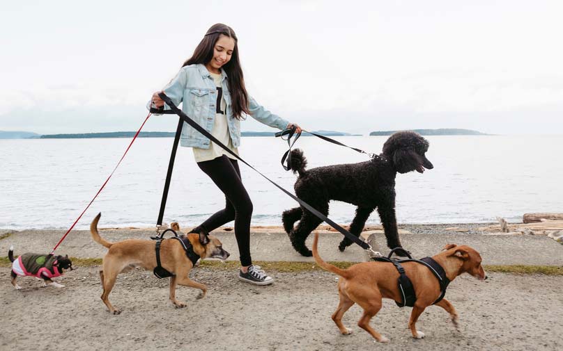 Women walking 4 dogs for side hustle
